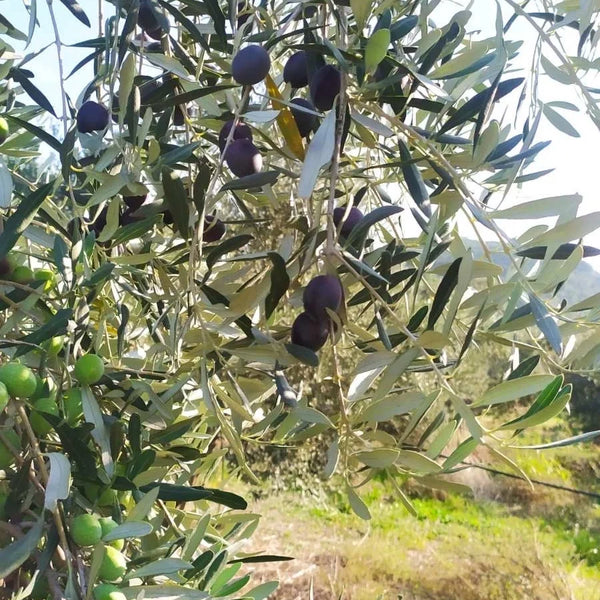 Neues Naturtrübes Olivenöl aus Delphi