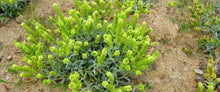 Laden Sie das Bild in den Galerie-Viewer, biologischer Olympus Bergtee aus Griechenland - 40g