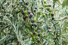 Laden Sie das Bild in den Galerie-Viewer, biologisches Olivenöl von Kreta extra virgine - 0,75l