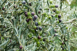 biologisches Olivenöl von Kreta extra virgine - 0,75l