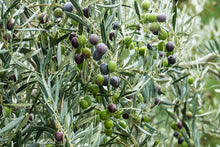 Laden Sie das Bild in den Galerie-Viewer, biologisches Olivenöl von Kreta extra virgine - 1,5l