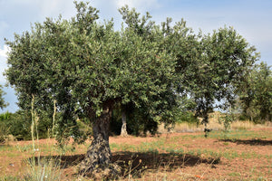 Soi biologisches Olivenöl aus Delphi extra virgin - 3l Kanister